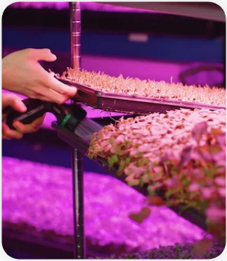 Free Download - Start A Microgreens Business From Scratch By Freedom Farmers